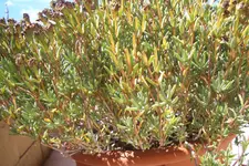 CIMG7215.webp