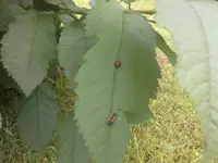 26062011749.webp