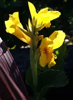 canna-gelb.webp