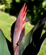 canna rot.webp