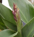 Canna Blüte, 25.06.11.JPG