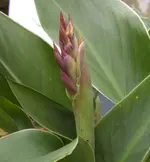 Canna Blüte, 25.06.11.webp