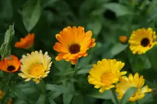DSC05559.webp
