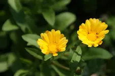 DSC05561.webp