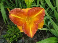 IMG_sämling2_1067x800.webp