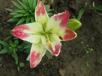 IMG_lollypop_1067x800.webp