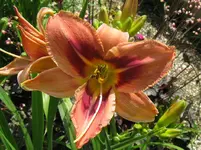 IMG_zagora1_1067x800.webp