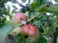 DSC00006.webp