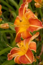 blog_2549-shola.webp
