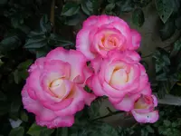 028.webp