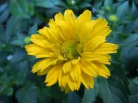 Blüten015.webp