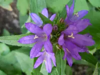 Blüten017.webp