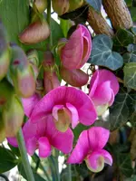 Blüten008.webp