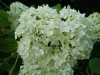 Blüten018.webp