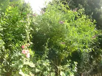CIMG6582.webp