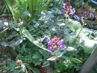 CIMG6591.webp