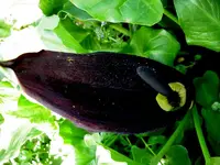 black Lily v.webp