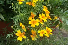 Simson 034.webp
