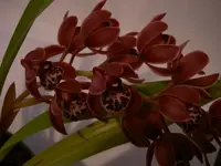 tn_braun 2.webp