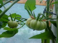 DSC00390.webp