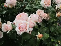 Rosen Versailles.webp