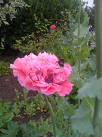 mohn blüte.webp