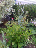 mohn gaanz.webp