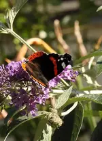 IMG_6500.webp