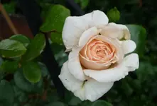 Kletterrose Penny Lane.webp