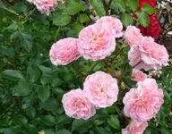 Kletterrose.webp