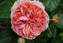 Rose2.webp