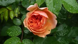 Rose3.webp