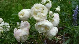 Rose4.webp