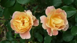 Rose Cubana.webp