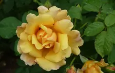 Rose Postillion.webp