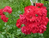 Rose Rotilia.webp