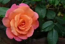 Rose Westerland1.webp