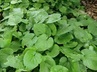 juni2011 002.webp