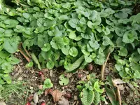 juni2011 003.webp