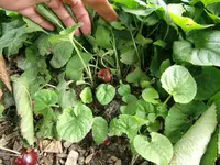 juni2011 004.webp