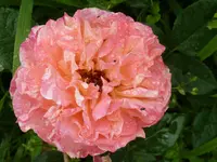 Rose.webp