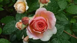 Rosen1.webp