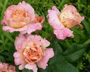 Rosen.webp