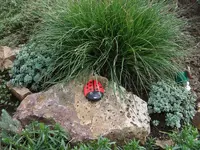 käfer.webp