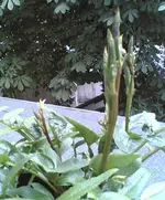 09062011(003).webp