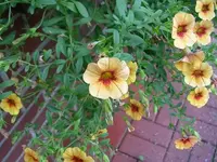 Petunie102 (2).webp