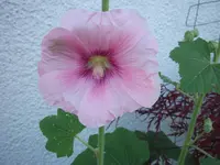 DSCF0609.webp