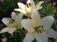 DSCF0606.webp