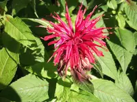 DSCF0604.webp