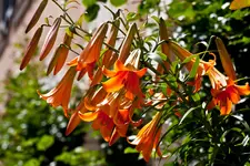 Lilie (1 von 1).webp